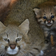 Illustration for article titled ZOMG BABY PAMPAS CATS!!!